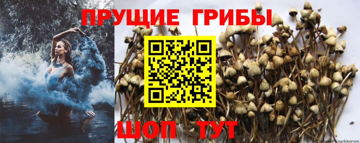 Галлюциногенные грибы Cubensis Урай